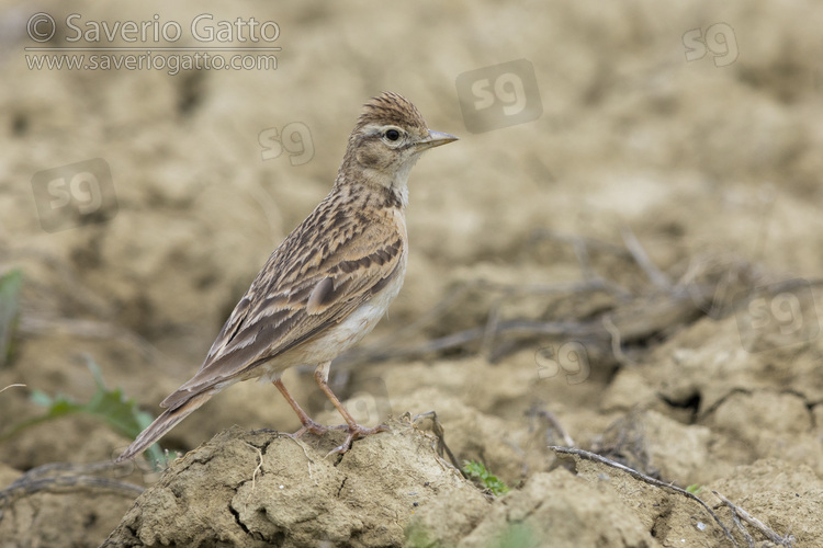 Greater Short-toed Lark