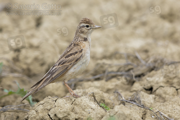 Greater Short-toed Lark