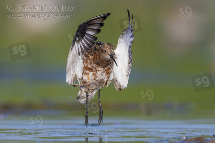 Curlew Sandpiper