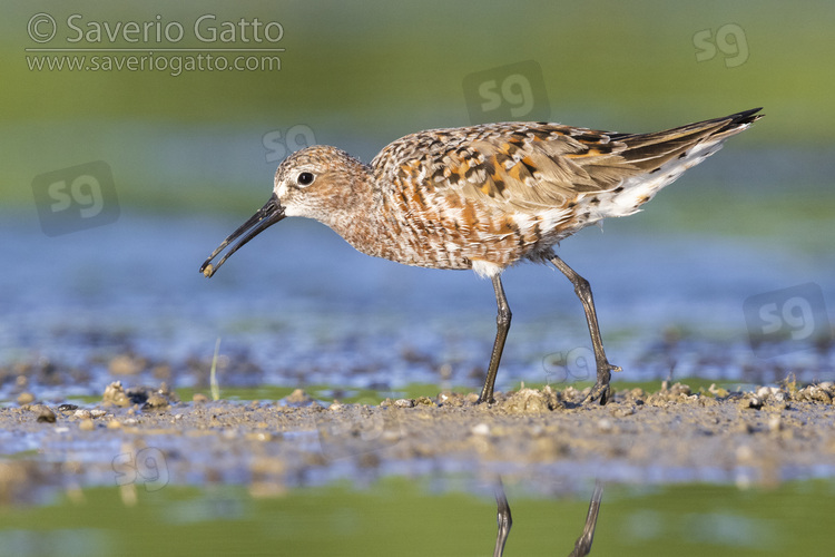 Curlew Sandpiper, side view of an adult standing on the mud