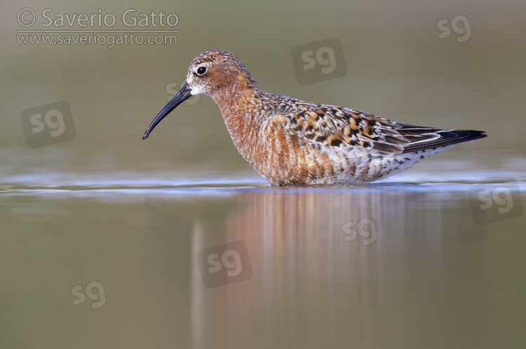 Curlew Sandpiper