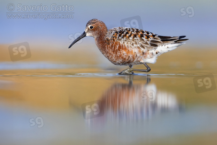 Curlew Sandpiper, side view of an adult standing in the water