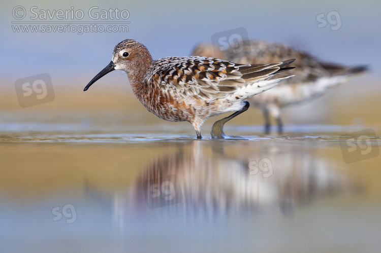 Curlew Sandpiper