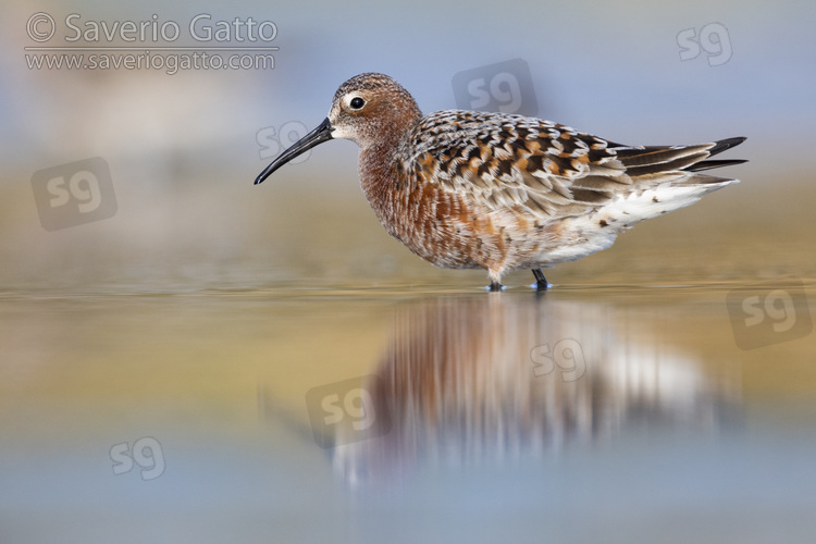 Curlew Sandpiper, side view of an adult standing in the water