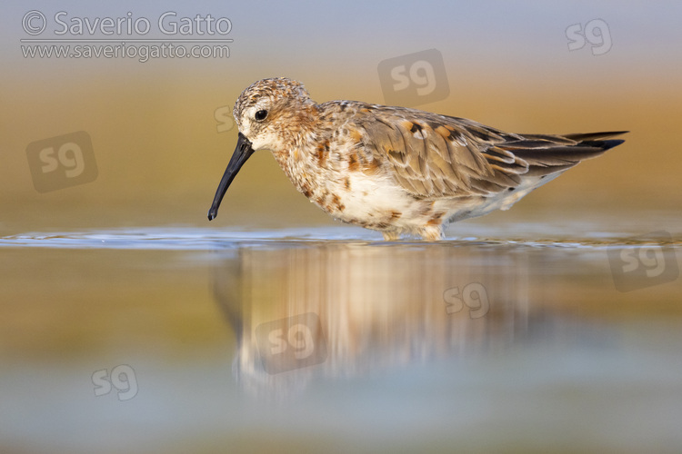 Curlew Sandpiper, side view of an adult standing in the water