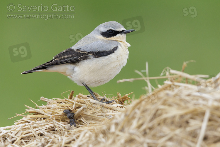 Northern Wheatear, side view of an adult male standing on a bale of straw