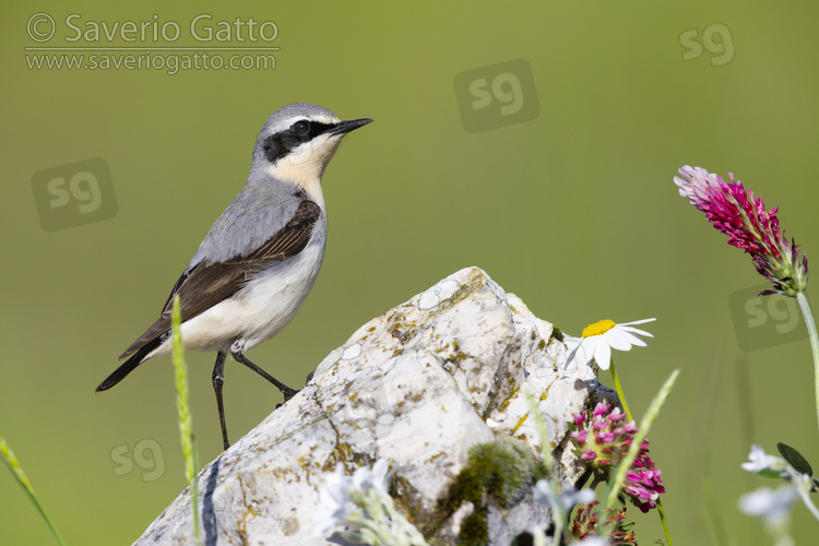 Northern Wheatear