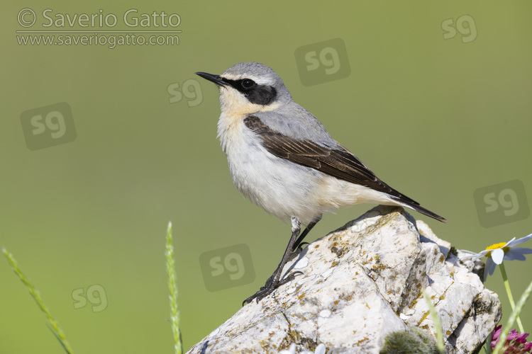 Northern Wheatear, side view of an adult male standing on a rock