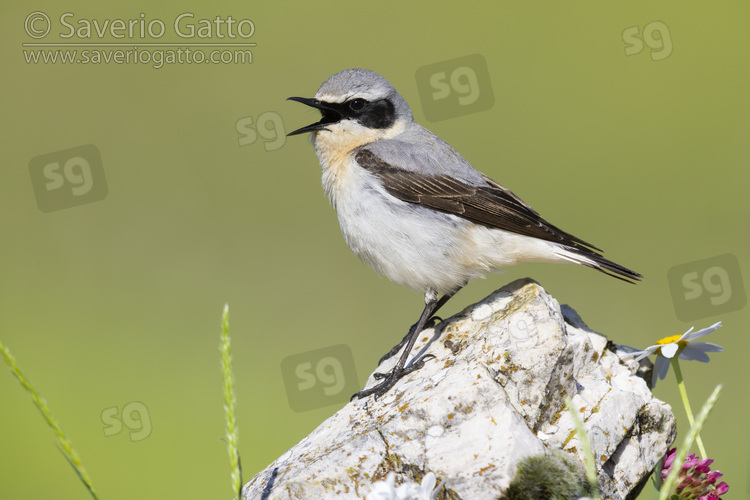 Northern Wheatear, side view of an adult male standing on a rock