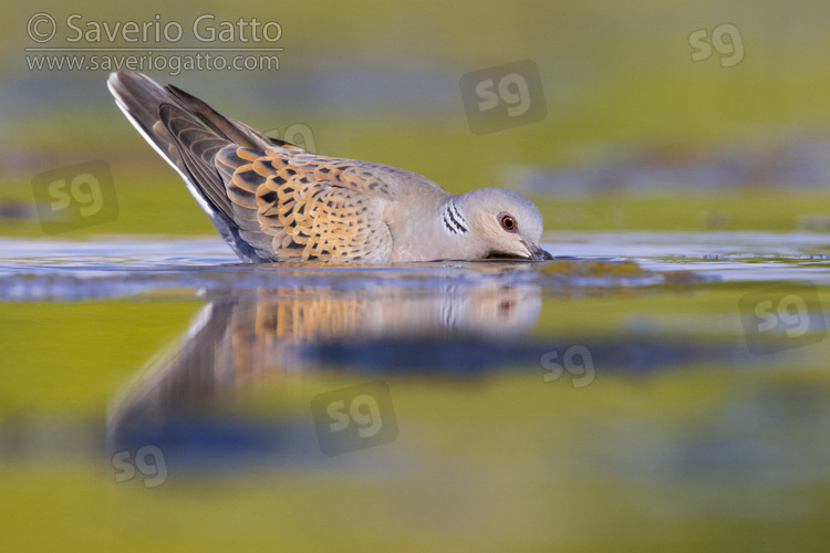 European Turtle Dove