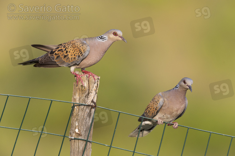 European Turtle Dove, couple perched on a fence