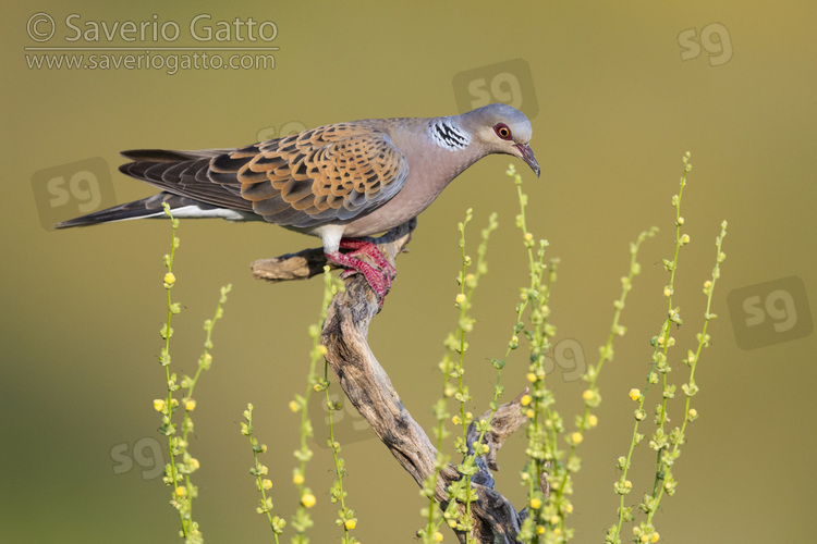 European Turtle Dove