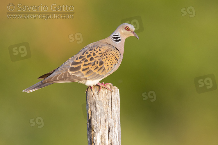 European Turtle Dove, side view of an adult male perched on a post