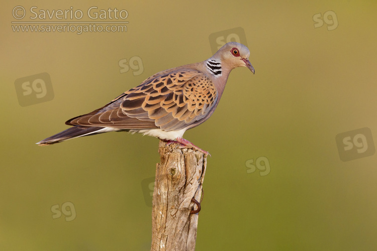 European Turtle Dove, side view of an adult male perched on a post