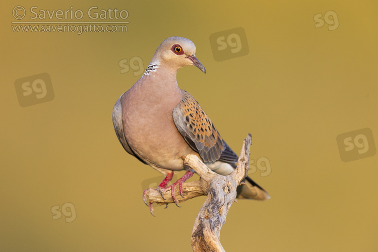 European Turtle Dove, front view of an adult male perched on a branch