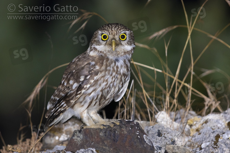 Little Owl, adult perched on a rock