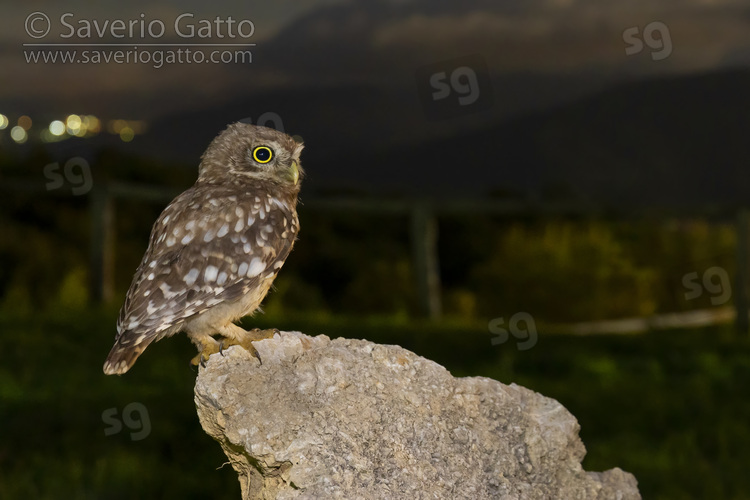 Little Owl, side view of a juvenile perched on a rock