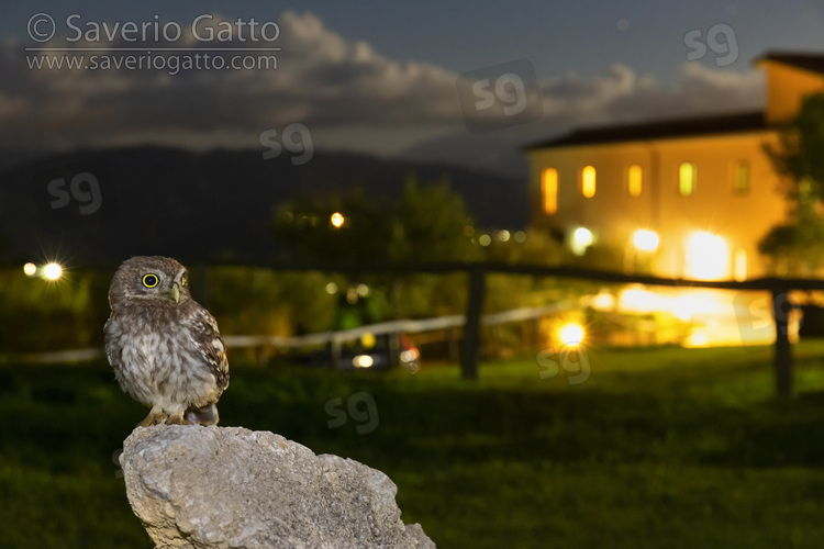 Little Owl, juvenile perched on a rock with a building in the background