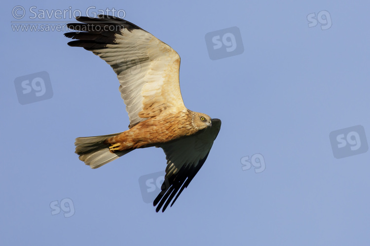 Falco di palude, maschio adulto in volo