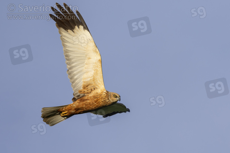 Marsh Harrier, adult male in flight seen from below