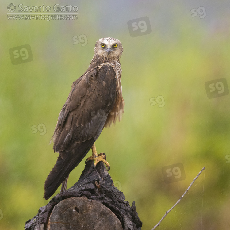 Marsh Harrier, side view of an immature male standing on a perch