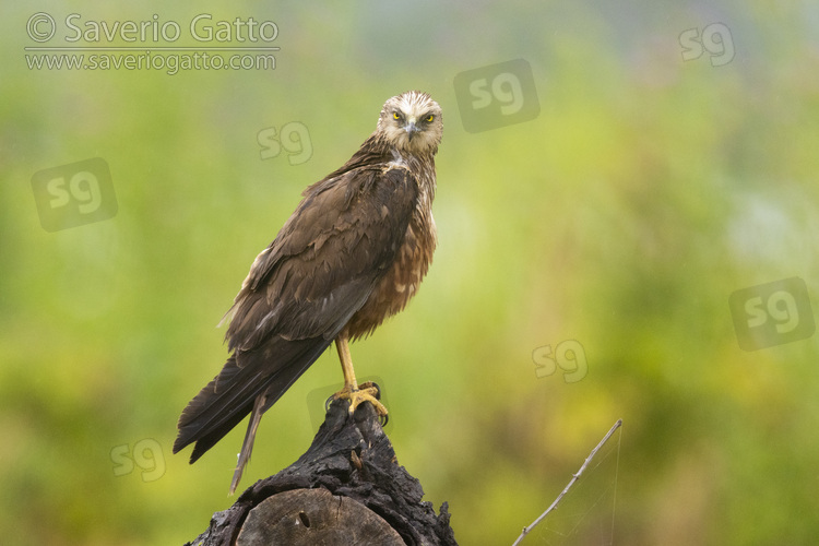 Marsh Harrier, side view of an immature male standing on a perch