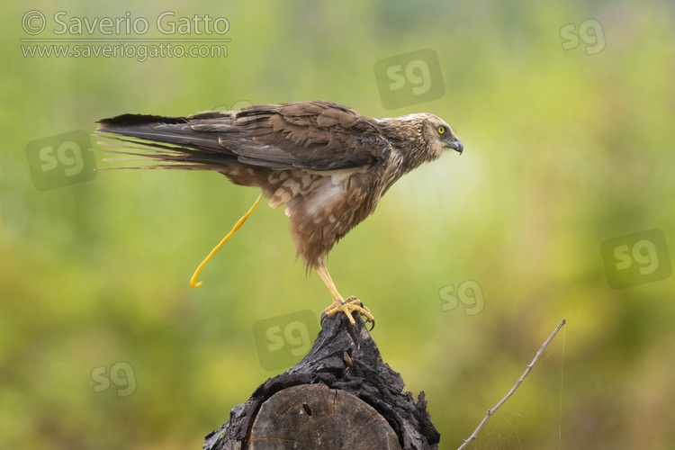 Marsh Harrier, side view of an immature male making poo from a perch