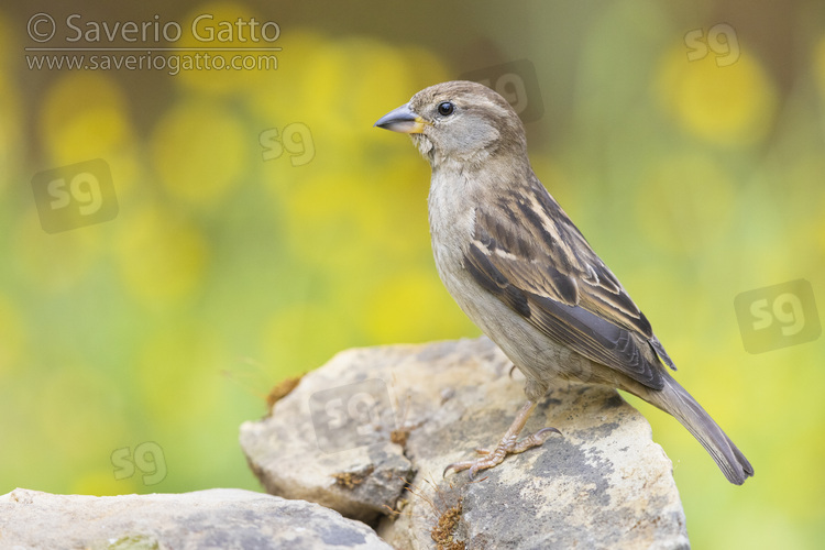 Italian Sparrow, side view of a female perched on a rock