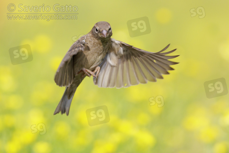 Italian Sparrow, front view of an adult female in flight