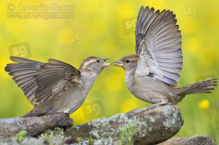 Italian Sparrow, side view of adults females arguing