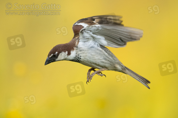 Italian Sparrow, side view of an adult male in flight