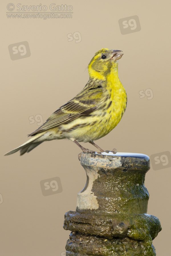 European Serin, side view of an adult male drinking from a pipe