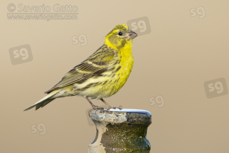 European Serin, side view  of an adult male perched on a pipe