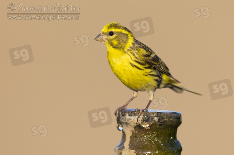 European Serin, front view  of an adult male perched on a pipe