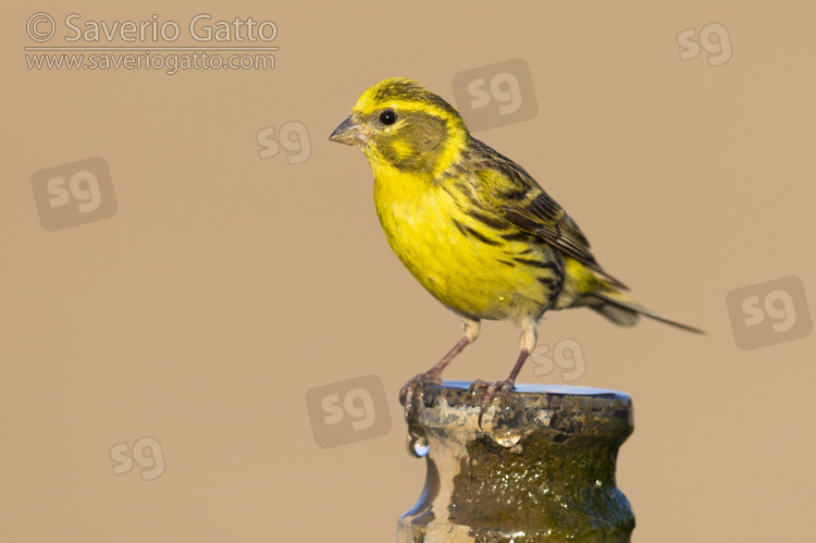 European Serin