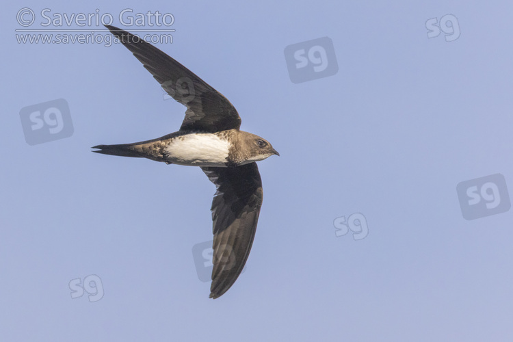 Alpine Swift, side view of an individual in flight