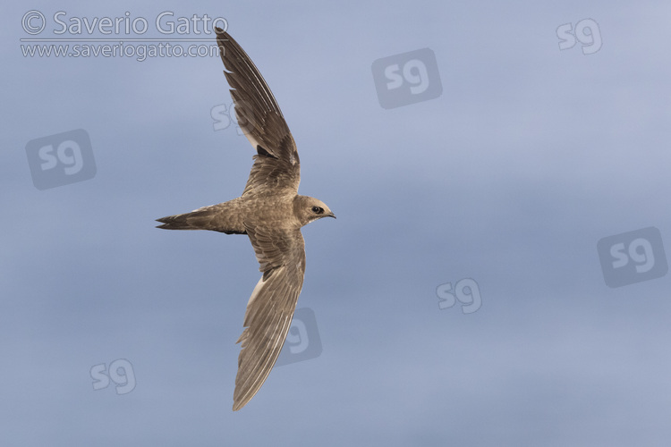 Alpine Swift, individual in flight seen from the above