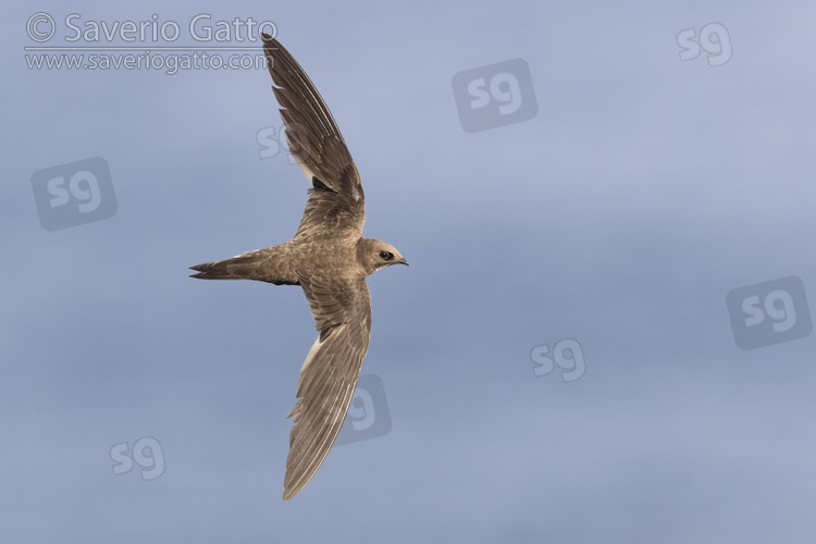 Rondone maggiore, individuo in volo visto dall'alto