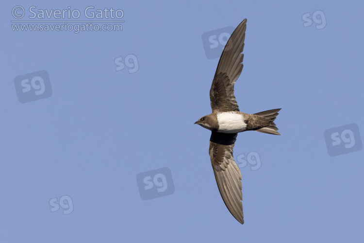 Alpine Swift, individual in flight seen from below