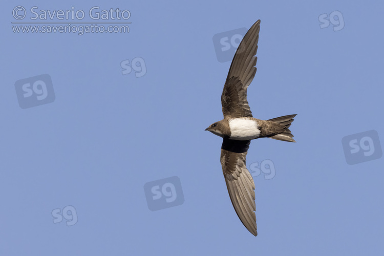 Rondone maggiore, individuo in volo visto dal basso