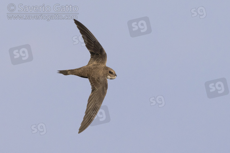 Alpine Swift, individual in flight seen from the above