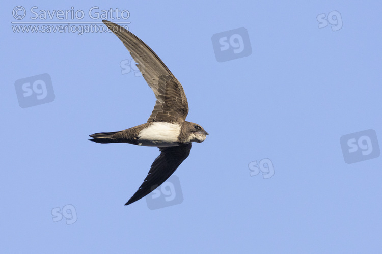 Rondone maggiore, individuo in volo con il gozzo pieno di insetti da portare al nido