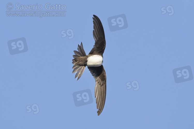 Alpine Swift, individual preening in flight