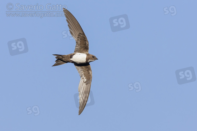 Alpine Swift, individual in flight seen from below