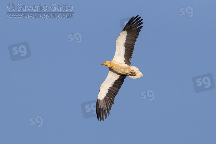 Egyptian Vulture, adult in flight seen from below
