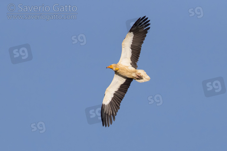 Egyptian Vulture