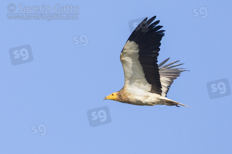 Egyptian Vulture, side view of an adult in flight