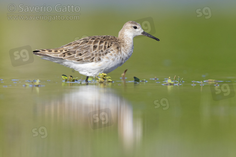 Ruff, side view of an adult female standing in the water