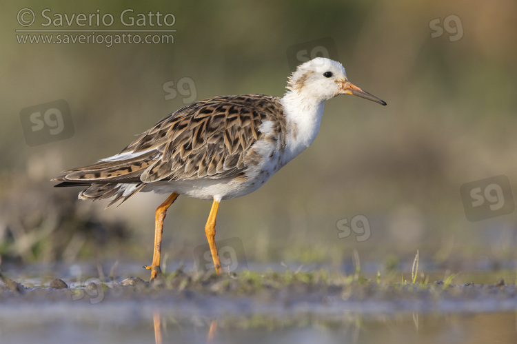Ruff, side view of an adult male standing in a swamp