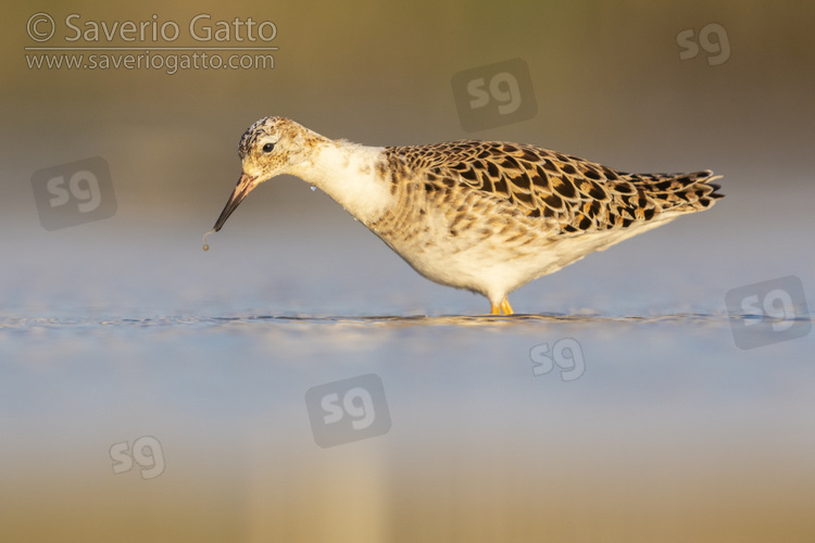 Ruff, side view of an adult male standing in the water